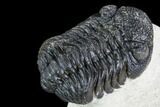 Bargain, Morocops Trilobite - Visible Eye Facets #110635-5
